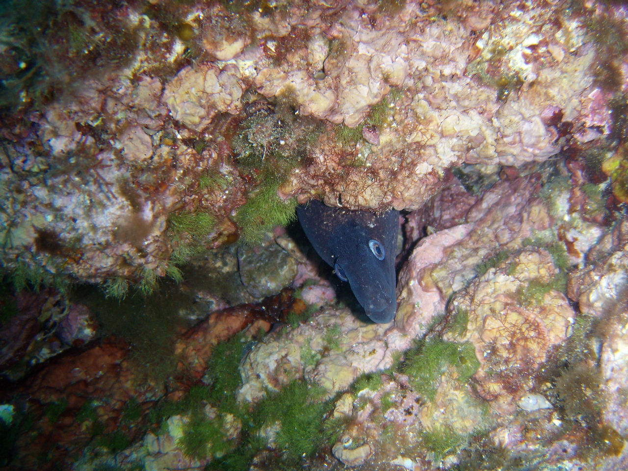 Muraena helena (Murena mediterranea)